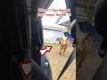 Download Lagu Sapi Kabur !!! Ngamuk Dari Tempat Qurban !!! Nabrak Mobil Masuk Sekolah !!!