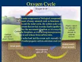 13 Nutrient Cycling