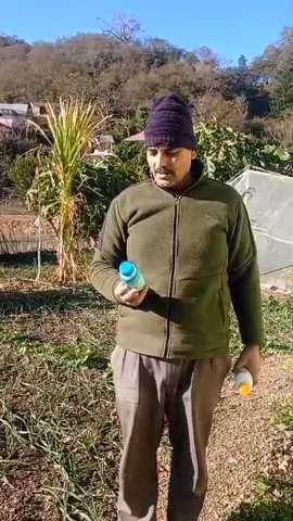 नैनो यूरिया और सागरिका का इस्तेमाल, लहसुन की पैदावार में होगी बढ़ोतरी, फायदा ही फायदा