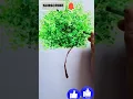 How to make a painting of tree with cotton ear buds