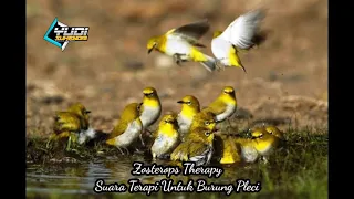 Download Zosterops Therapy - Mp3 Terapi untuk Burung Pleci, Link Download Di deskripsi MP3