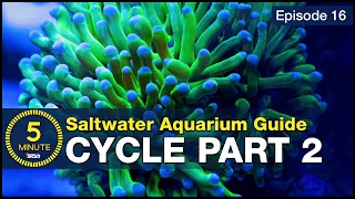 Skip the ugly phase Step 2 of cycling your saltwater tank with utilitarian fish bacterial troops