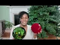 New Christmas Tree Setup 🎄 Unboxing, Fluffing + Christmas Decor Haul