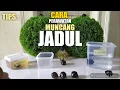 Lagu TIPS PERAWATAN MUNCANG KEMIRI LAMA AGAR TETAP KUAT
