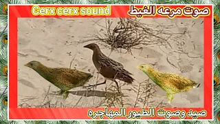 صوت مرعه الغيط                 دندنها