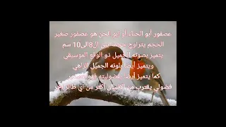 صوت عصفور أبو حناء 2021 صوت البوحن2022 