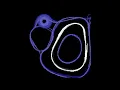 Slime Mold Python Project