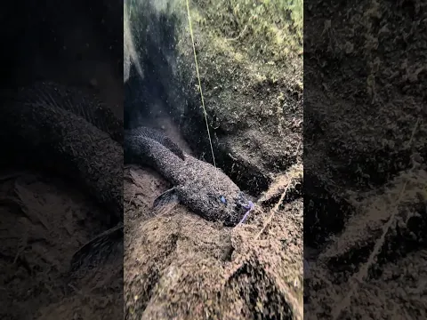 Memancing Channa Hitam Besar Penghuni Goa