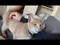 Download Lagu Sweetest kitty loves to talk to his human