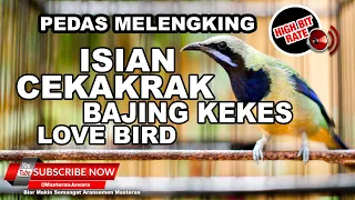 Download #1🔴Isian Tengkek LB Bajing Kekes❗️Cucak Cungkok Gacor Full Isian Melengking MP3