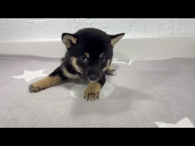 動画