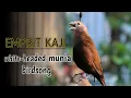 Lagu White-headed Munia Finch Singing | Suara Burung Emprit Kaji Gacor 320