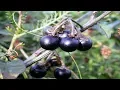 Hierba Mora - Propiedades Curativas Y Beneficios Solanum nigrum