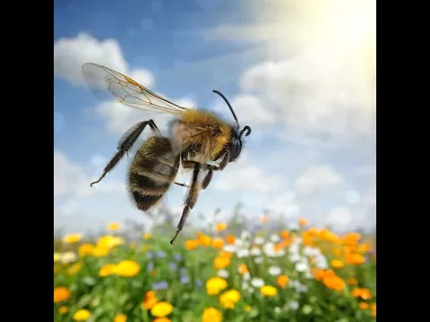 Download MP3 🐝 Best Honey Bee Sound Effects with Video!