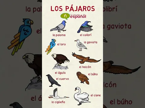 #aprenderespañol PÁJAROS🦜🐦⬛