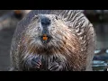 African Animal Leave It To Beavers National Geographic Full Documentary