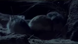 Roborovski hamsters - BBC Wild China