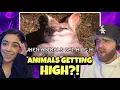 When Animals Get Elevated Casual Geographic WHILE KAREN GETS ELEVATED First Time Reaction