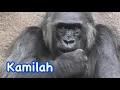 Download Lagu Gorilla 💖 Story about Kamilah✨ Why her belly is big⁉️San Diego Safari Park 