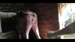 جس المواشي مهم جدا تاني وحدةعشر عند الجزار عشر لازم الجزار يجس قبل الدبح من الحلال 