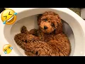 Lagu You Laugh You Lose 😃 The Best Funniest Cats and Dogs Moments Compilation 2026 🐩 Part 7