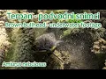 Download Lagu Terpan - podvodni snimci