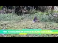 Download Lagu suara ruak ruak mp3, qualitas full, durasi pendek, cocok untuk berburu ruak ruak, lihat hasilnya, ??