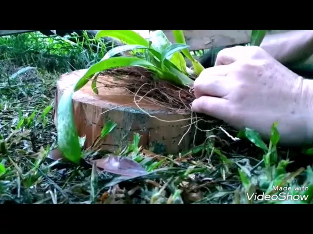 DIY CHUVA DE OURO ONCIDIUM ORQUÍDEAS