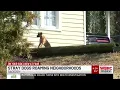 Stray dogs roaming Gadsden neighborhoods