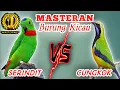 Download Lagu SERINDIT VS CUCAK CUNGKOK - Materi Tembakan Tajamm Speed Rapattt MP3