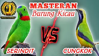 serindit vs cucak cungkok materi tembakan tajamm speed rapattt