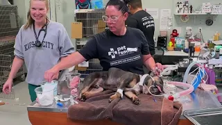 KC s Best-Kept Secret for Pet Owners Pet Resource Center of Kansas City Metro Home Pros