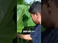 Download Lagu Daun Talas Beneng Kering Indonesia Banyak Diminati Di Luar Negeri