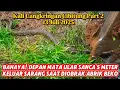 Download Lagu BAHAYA‼️Di Depan Mata Ular Sanca 5 Meter Keluar Saat Sarang Diobrak Abrik Beko Kali Cangkringan