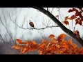 LOS GATOS -- VIENTO DILE A LA LLUVIA (1,968)
