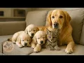 Download Lagu This Dog Raised an Abandoned Bobcat Kitten — No One Expected This to Happen