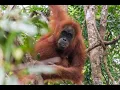 Download Lagu 40 dagen Indonesië met Djoser