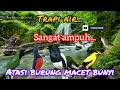 Download Lagu Kicauan Burung liar di alam bebas cocok untuk terapi burung macet bunyi @arokicau8641
