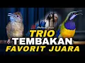 Download Lagu KAPAS TEMBAK - CUNGKOK - LOVEBIRD | KOMPILASI TEMBAKAN ISTIMEWA MASTERAN GACOR NEMBAK KASAR PANJANG