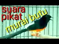 Lagu suara PIKAT murai batu, yang ampuh