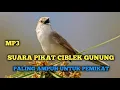 Download Lagu SUARA PIKAT CIBLEK GUNUNG || Cigun Paling Ampuh