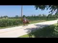 Tennessee Walking Horse for sale in Ohio gelding