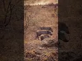 Download Lagu Wildlife Paradise #pumba #simba #timon #mufasa #nala #rafiki #lionking #magicalkenya #nairobicity