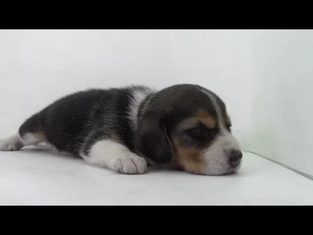 動画