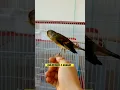 Download Lagu Mule Gacor goldfinch X kenari🐦🐦 #shorts
