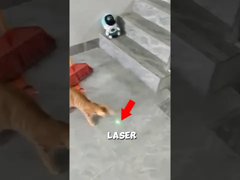 This Cat Thought It Was Playtime 😼