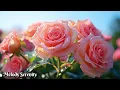 Download Lagu Самая красивая мелодия в мире🌺Самая красивая мелодия весны🌿Музыка Сергея Грищука #12