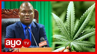 serikali yatoa msimamo kuhusu kilimo cha bangi