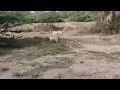 Download Lagu Baby Girl Is Being Raised By Six German Shepherds | The Dodos,VC