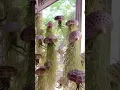 Download Lagu Air plant - garden ideas #gardeningideasforhome #gardening #garden #decor